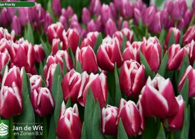 Tulipa Picardy ® (2)